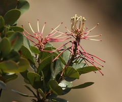Oreocallis grandiflora