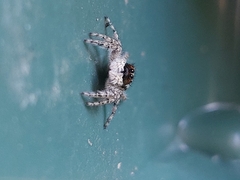 Menemerus taeniatus