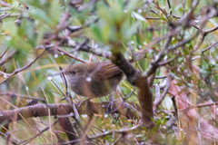 Dasyornis brachypterus