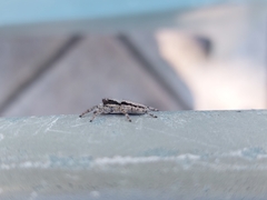Menemerus taeniatus