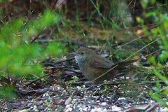 Dasyornis brachypterus