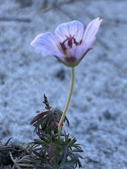 Geranium incanum