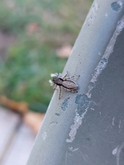 Menemerus taeniatus