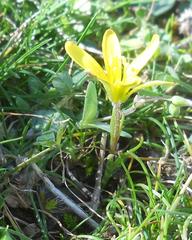 Gagea peduncularis