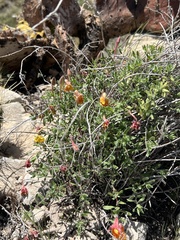 Oenothera hartwegii