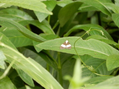 Nyctemera lacticinia