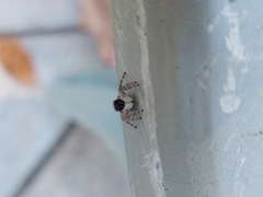Menemerus taeniatus