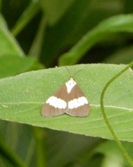 Nyctemera lacticinia