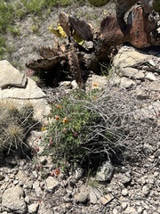 Oenothera hartwegii