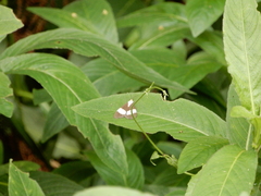 Nyctemera lacticinia