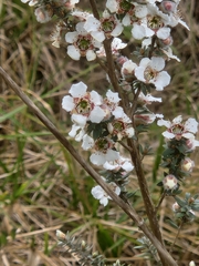 Leptospermum lanigerum