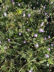 Geranium incanum