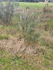 Leptospermum lanigerum