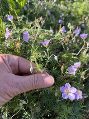 Geranium incanum