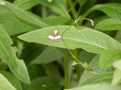 Nyctemera lacticinia
