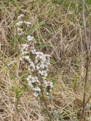 Leptospermum lanigerum