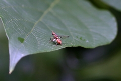 Bactrocera dorsalis