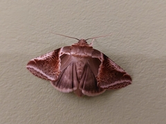 Habrosyne pyritoides