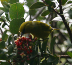 Chlorodrepanis virens wilsoni