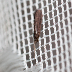 Polycentropodidae