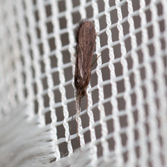 Polycentropodidae