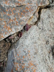 Adromischus maculatus