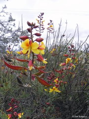 Erythrostemon angulatus