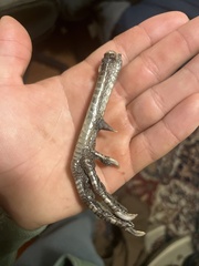 Phasianus colchicus