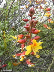 Erythrostemon angulatus