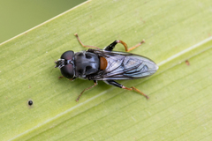 Palpada rufoscutellata