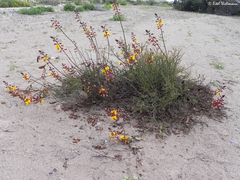 Erythrostemon angulatus