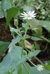 Stellaria aquatica