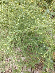 Rumex pulcher