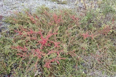 Cotoneaster horizontalis