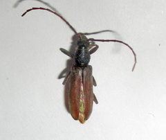 Cerambycinae