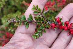 Cotoneaster horizontalis