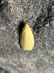 Eilema
