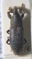 Lixus angustus