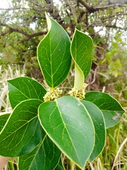Citronella mucronata