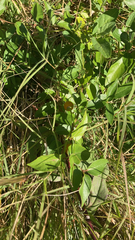 Vigna luteola