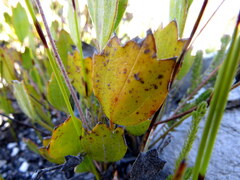 Centella difformis