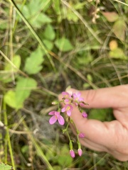 Centaurium pulchellum