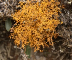 Teloschistes flavicans