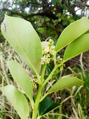 Citronella mucronata
