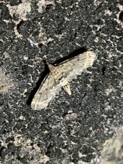 Sufetula