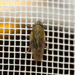 Aphrophora alni