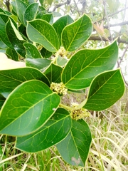 Citronella mucronata