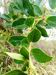 Citronella mucronata