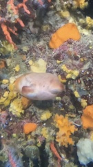 Halocynthia papillosa