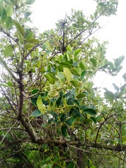 Citronella mucronata